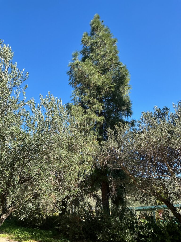 סקר עצים להיתר בנייה