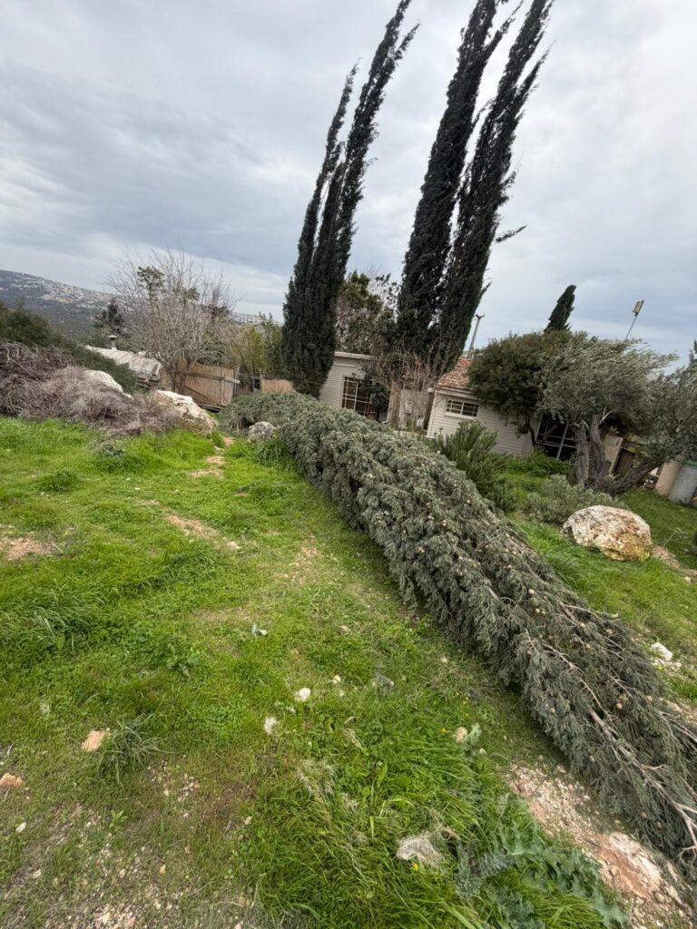 סקר עצים לניהול סיכונים