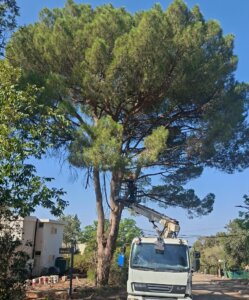 איך יודעים אם עץ מסוכן? סימנים שמצדיקים בדיקה מקצועית